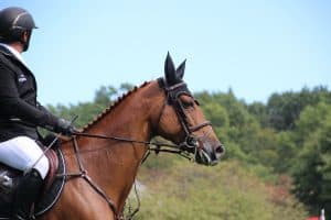 Can Seniors Learn To Ride a Horse?